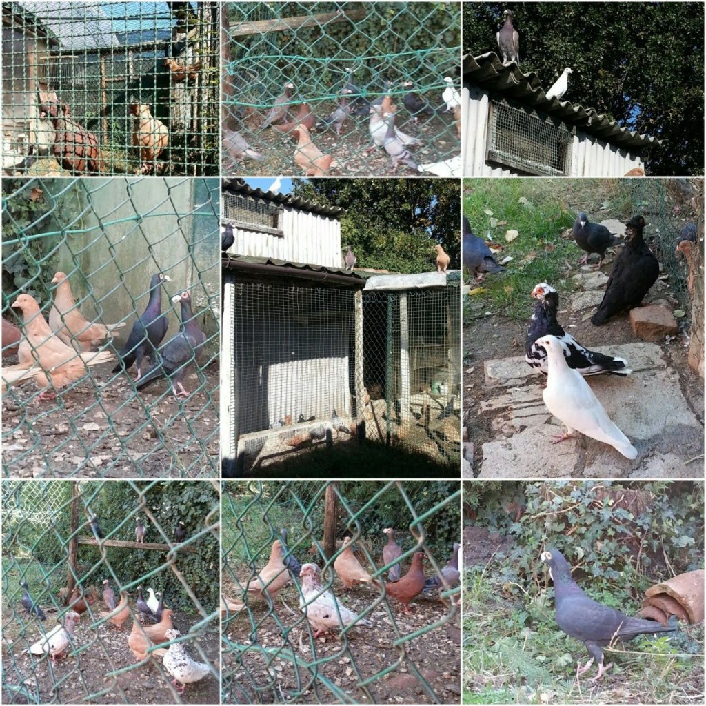 Colombi – Carrier, Sottobanca Modenesi, Triganino – Rinaldi&nbsp;Graziano