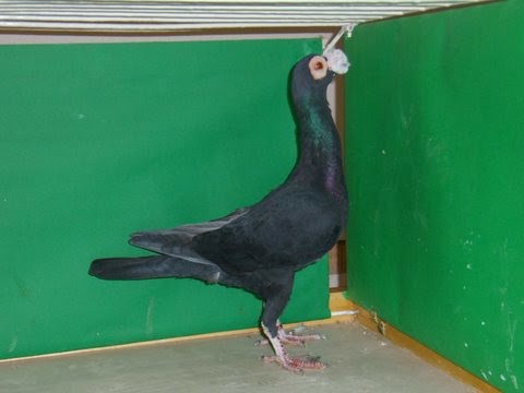 Rinaldi Graziano - Allevatore