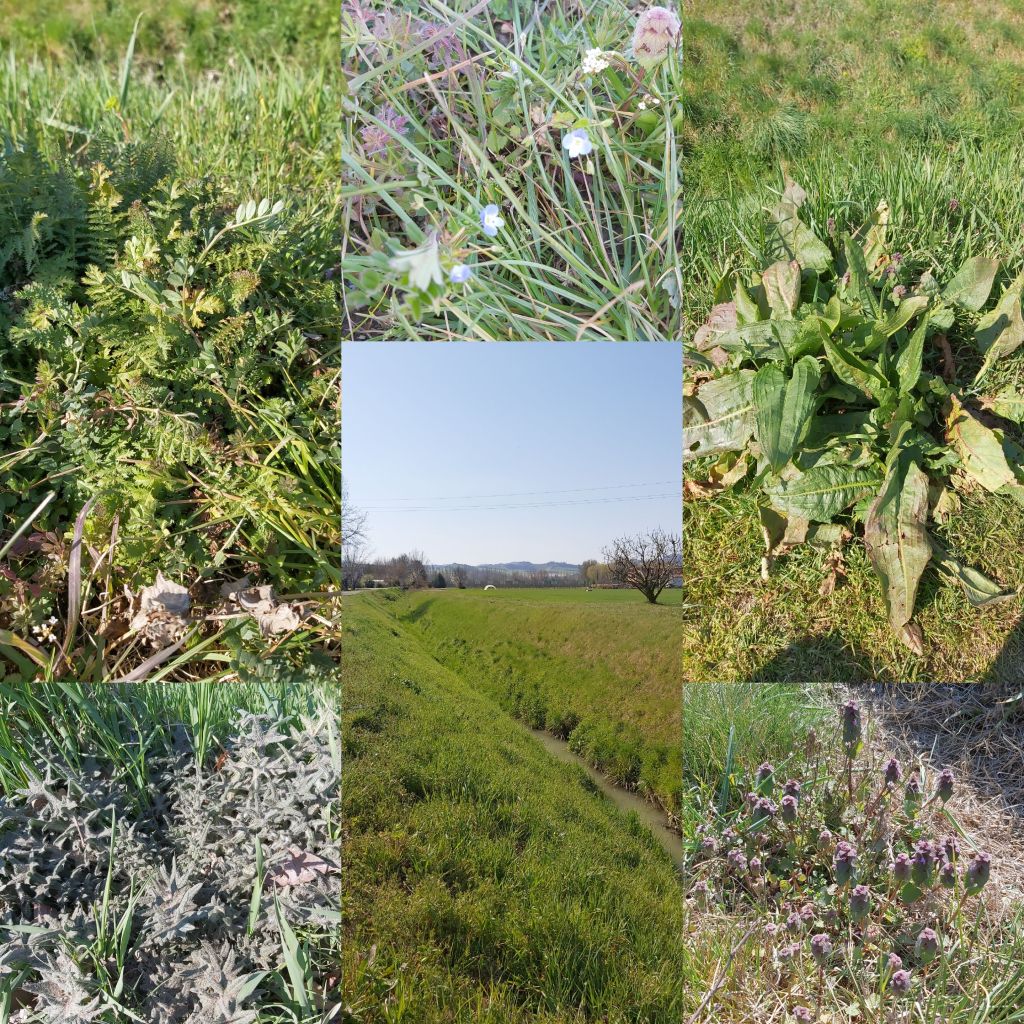 Storia – Erbe Selvatiche, lungo fossi e Torrente Ghironda – Marzo&nbsp;2021