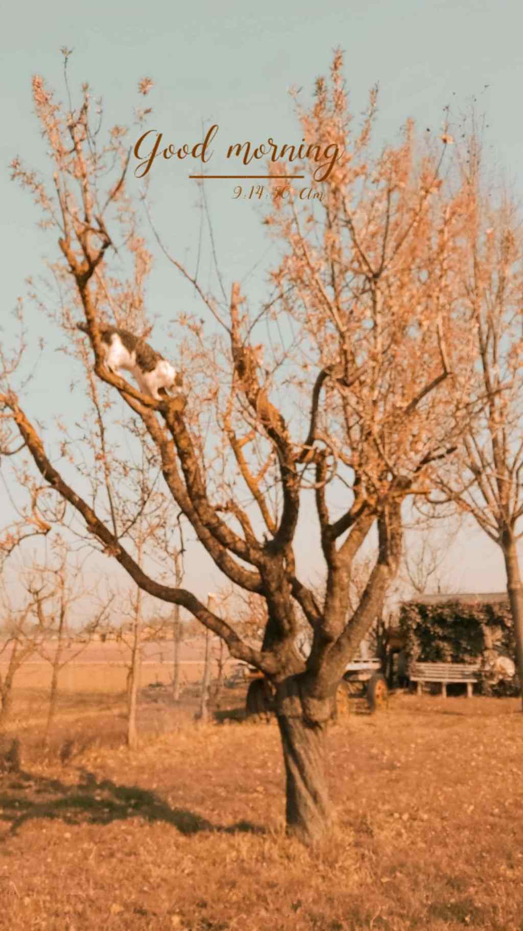 Storia – Buongiorno dalla Selva Armoniosa – Stirpe di&nbsp;Terra