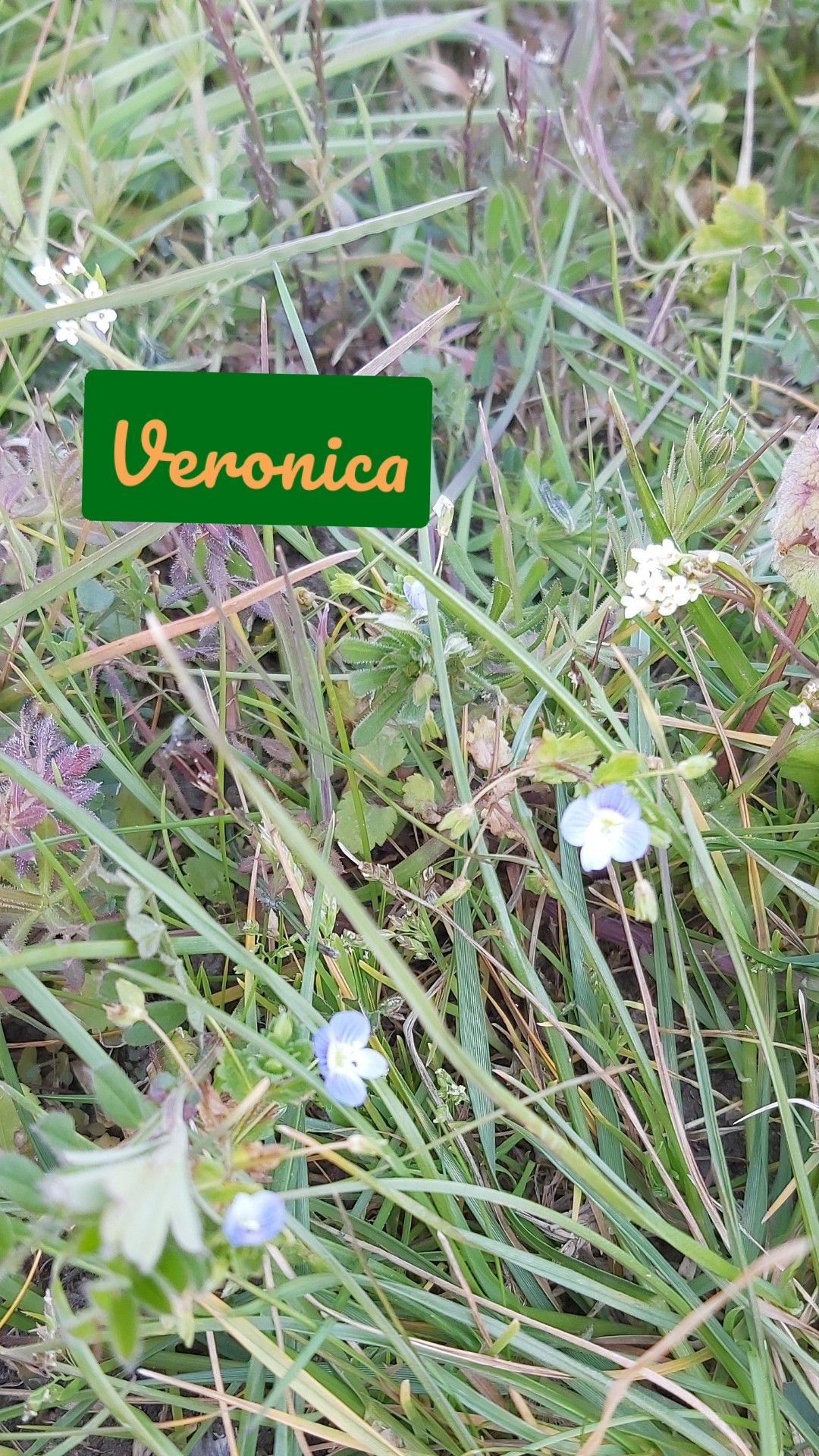Veronica