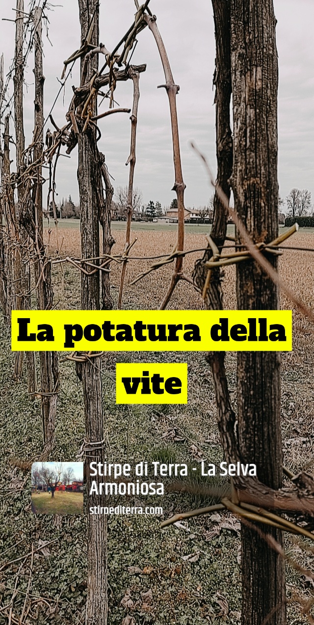 Potatura e legatura della vite con i salici – Febbraio&nbsp;2022