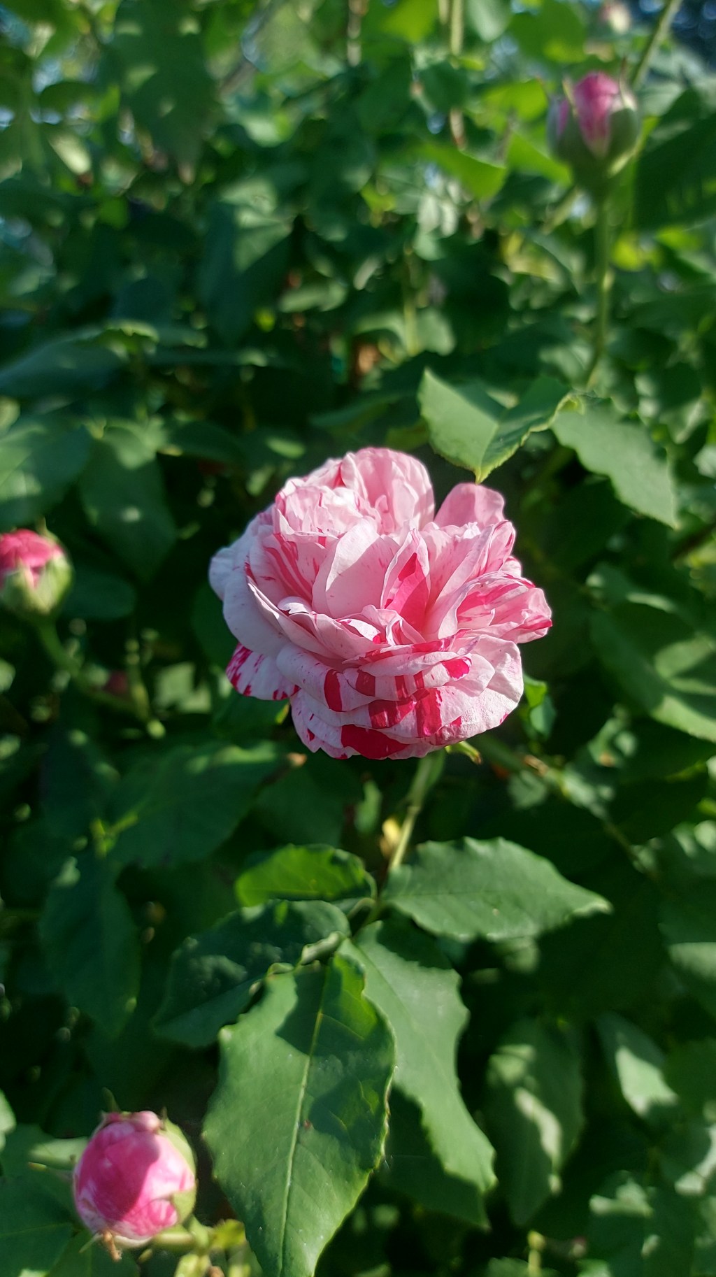 La ROSA VARIEGATA di Bologna – Maggio&nbsp;2023