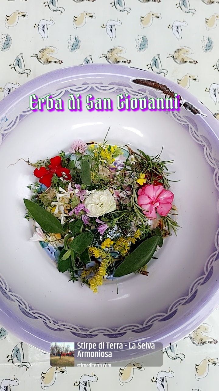 Erba di San Giovanni – Acqua di San&nbsp;Giovanni