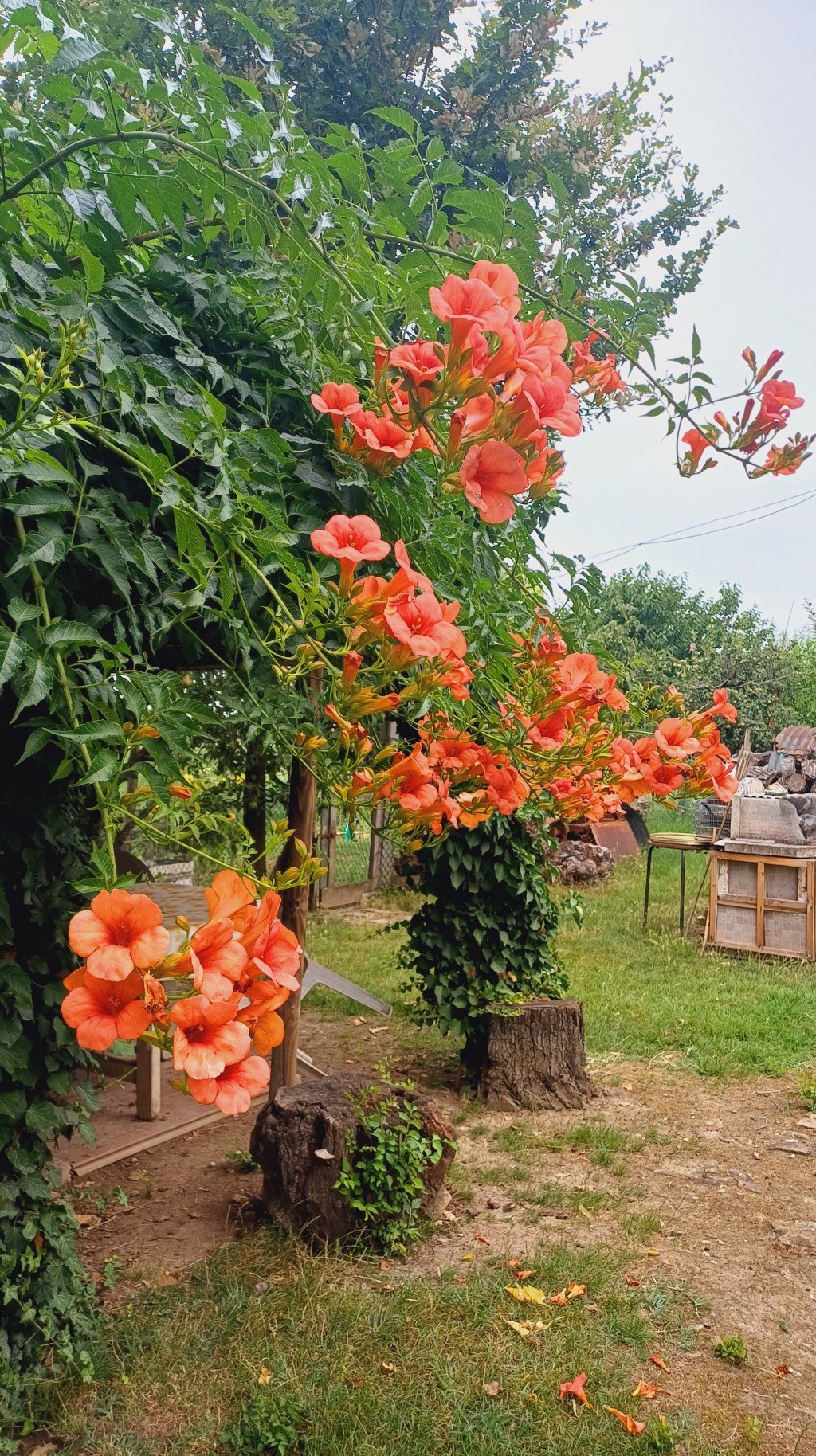 Bignonia Grande –&nbsp;Gazebo