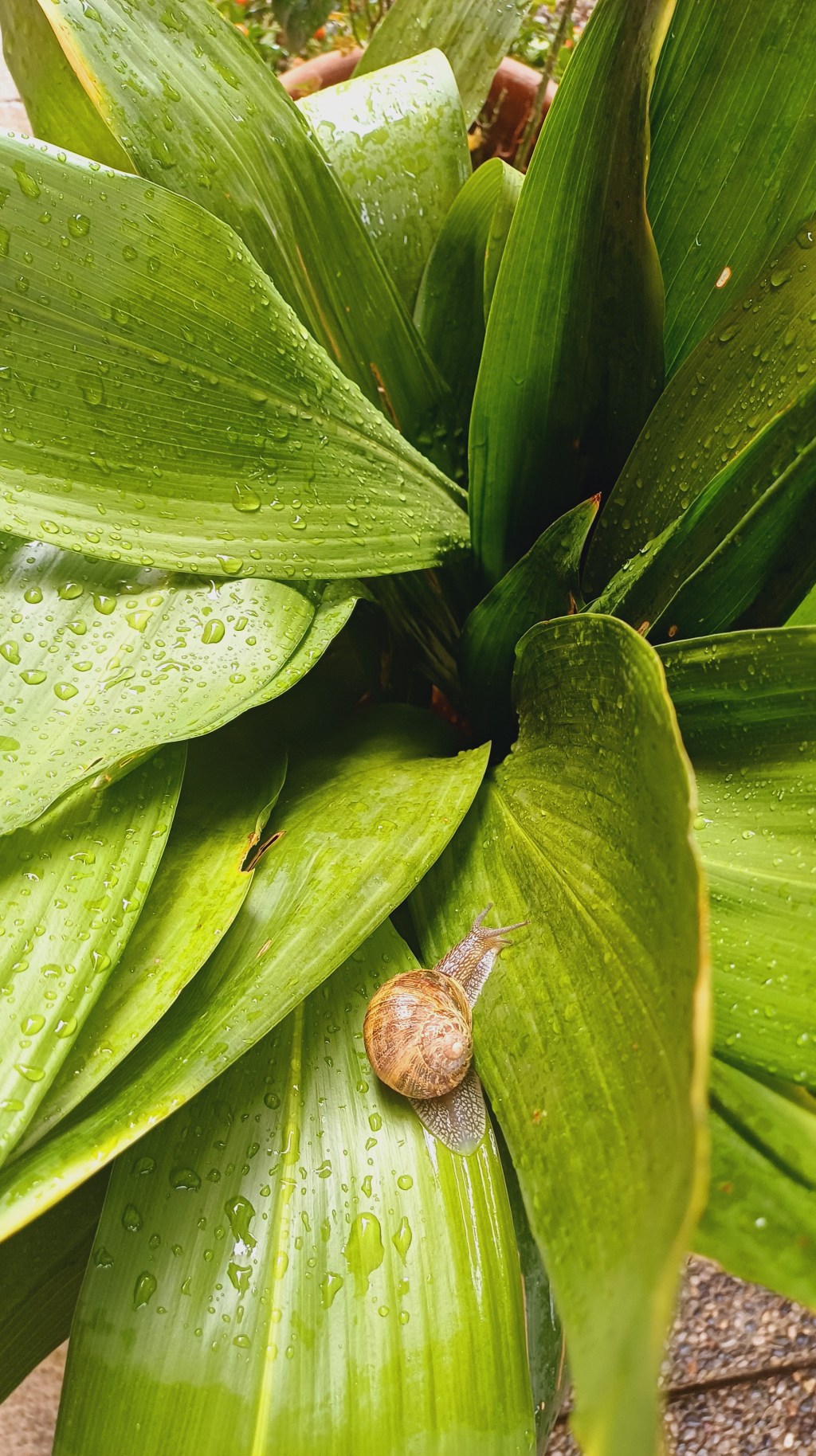 Finalmente piove! La lumaca e l’Aspidistra